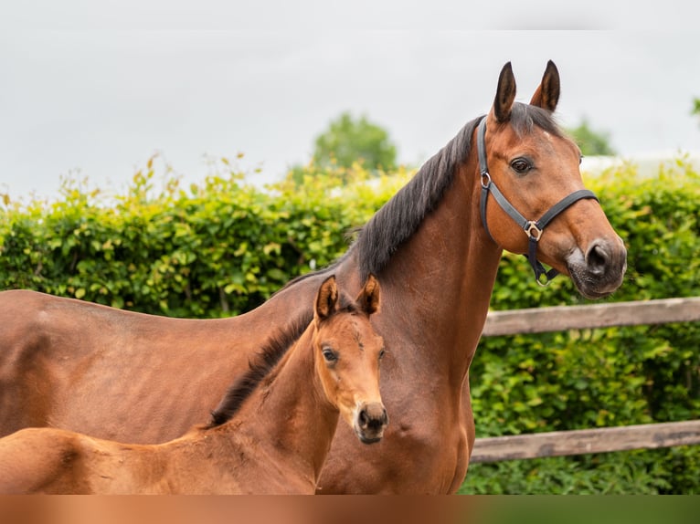 KWPN Mare 16 years 15,3 hh Brown in Kalmthout