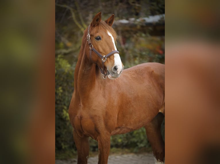 KWPN Mare 16 years 15.3 hh Chestnut-Red in Bretten