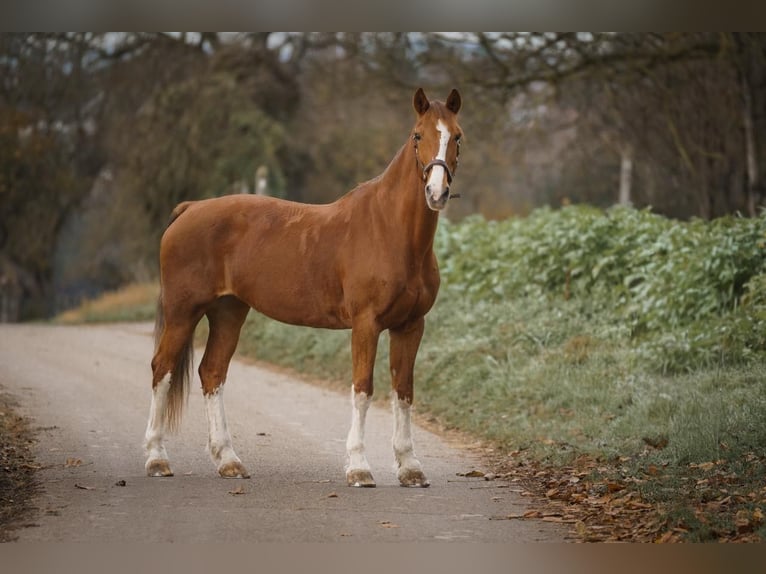 KWPN Mare 16 years 15.3 hh Chestnut-Red in Bretten