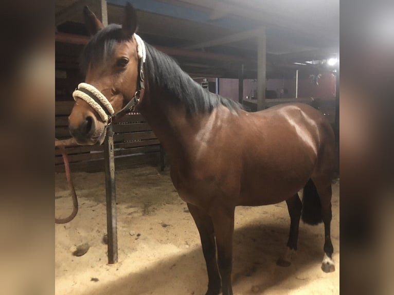 KWPN Mare 16 years 15,2 hh Bay in Mellerud