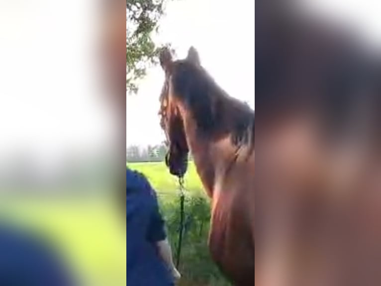 KWPN Mare 16 years 15,3 hh Brown in Papenburg KWPN Mare 16 years 15,3 hh Brown in Papenburg