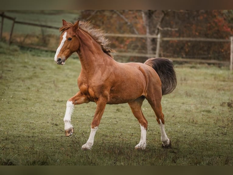 KWPN Mare 16 years 15,3 hh Chestnut-Red in Bretten