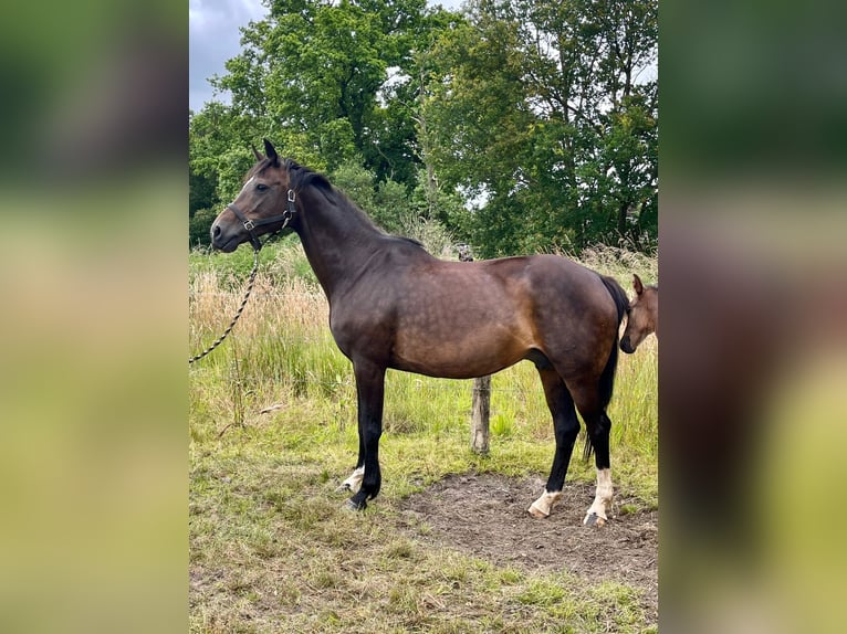 KWPN Mare 16 years 16,1 hh Bay-Dark in Horst