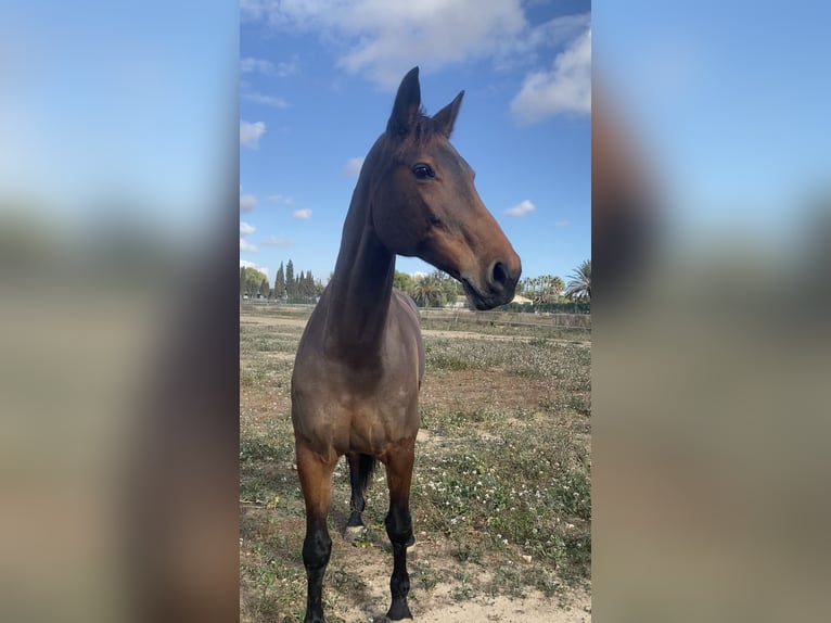 KWPN Mix Mare 16 years 16.1 hh Brown in Valverde Bajo