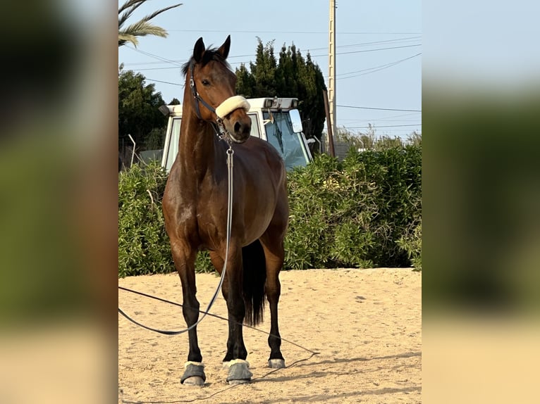 KWPN Mix Mare 16 years 16.1 hh Brown in Valverde Bajo