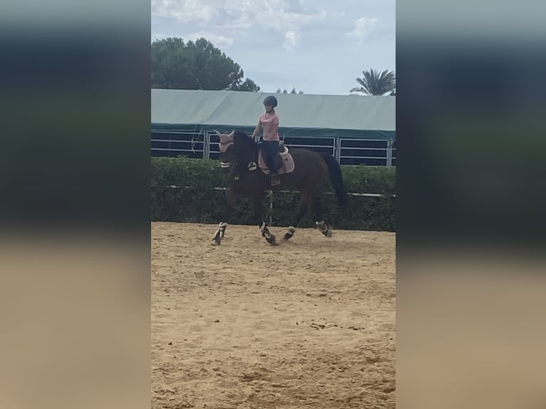 KWPN Mix Mare 16 years 16.1 hh Brown in Valverde Bajo