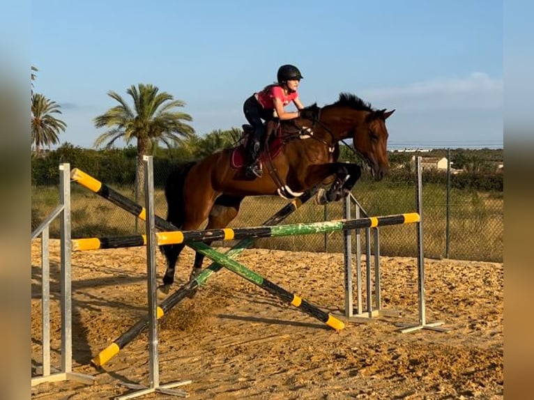 KWPN Mix Mare 16 years 16.1 hh Brown in Valverde Bajo