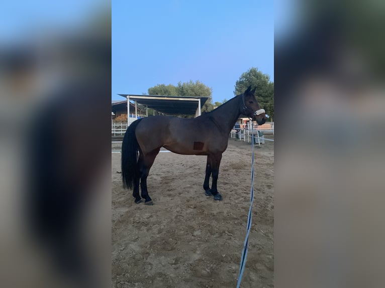 KWPN Mix Mare 16 years 16.1 hh Brown in Valverde Bajo