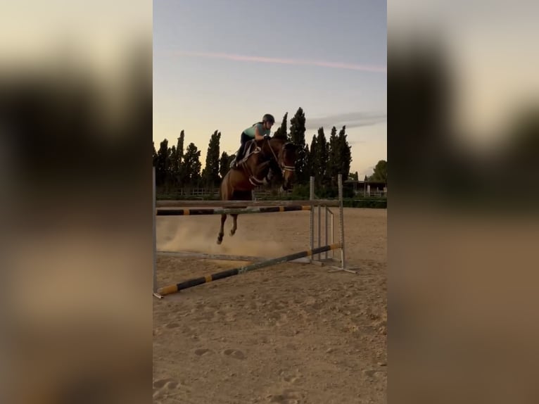 KWPN Mix Mare 16 years 16.1 hh Brown in Valverde Bajo