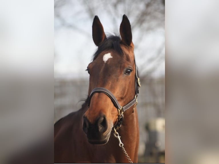 KWPN Mare 16 years 16.1 hh Brown in Roma