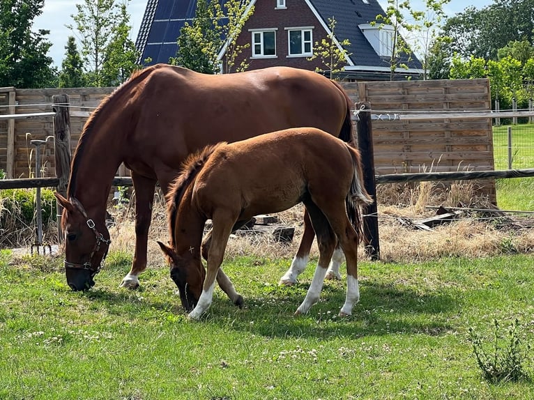 KWPN Mare 16 years 16,1 hh Chestnut-Red in Vierpolders