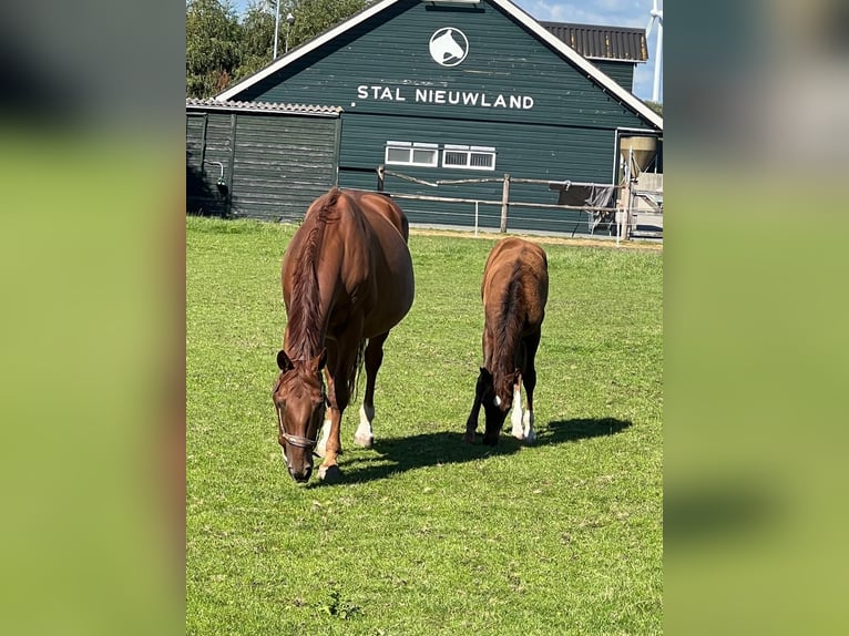 KWPN Mare 16 years 16,1 hh Chestnut-Red in Vierpolders