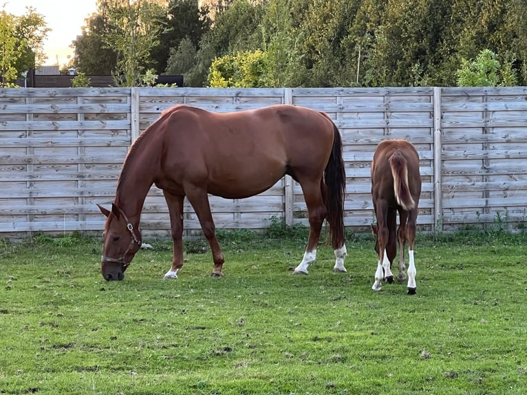 KWPN Mare 16 years 16,1 hh Chestnut-Red in Vierpolders