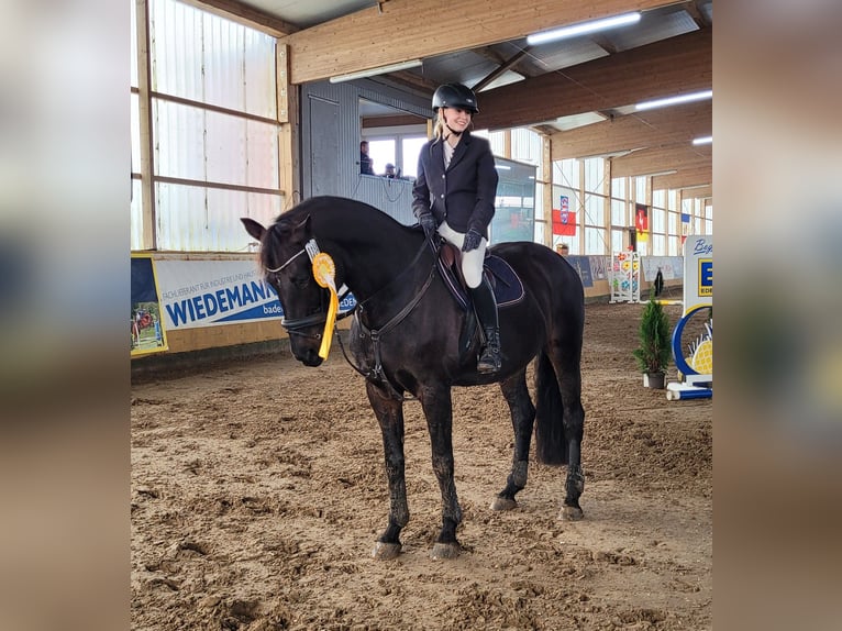 KWPN Mare 16 years 16,2 hh Bay-Dark in Bötzow