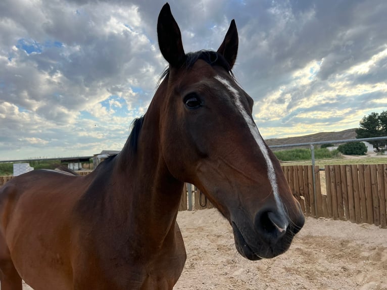 KWPN Mare 16 years 16.2 hh Brown in Poligono Industrial Aimayr