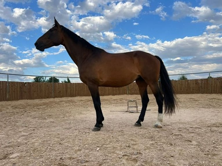 KWPN Mare 16 years 16.2 hh Brown in Poligono Industrial Aimayr