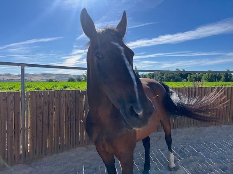 KWPN Mare 16 years 16.2 hh Brown in Poligono Industrial Aimayr