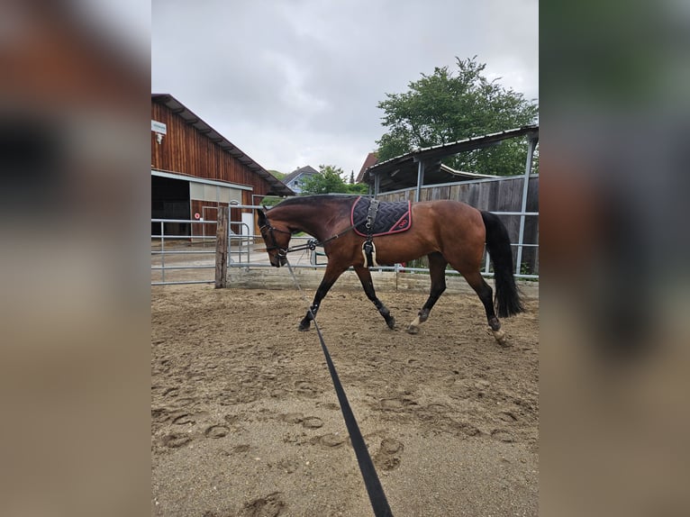 KWPN Mare 16 years 16,2 hh Brown in Straß