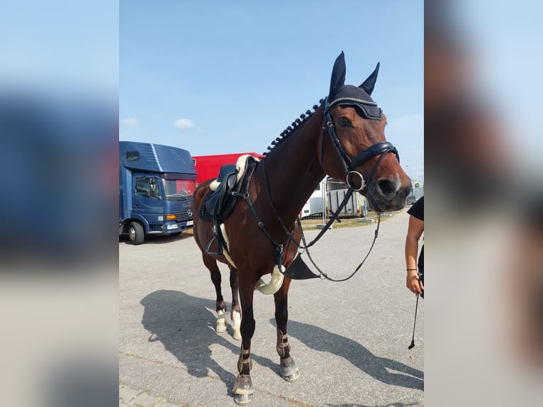 KWPN Mare 16 years 16,2 hh Brown in Straß