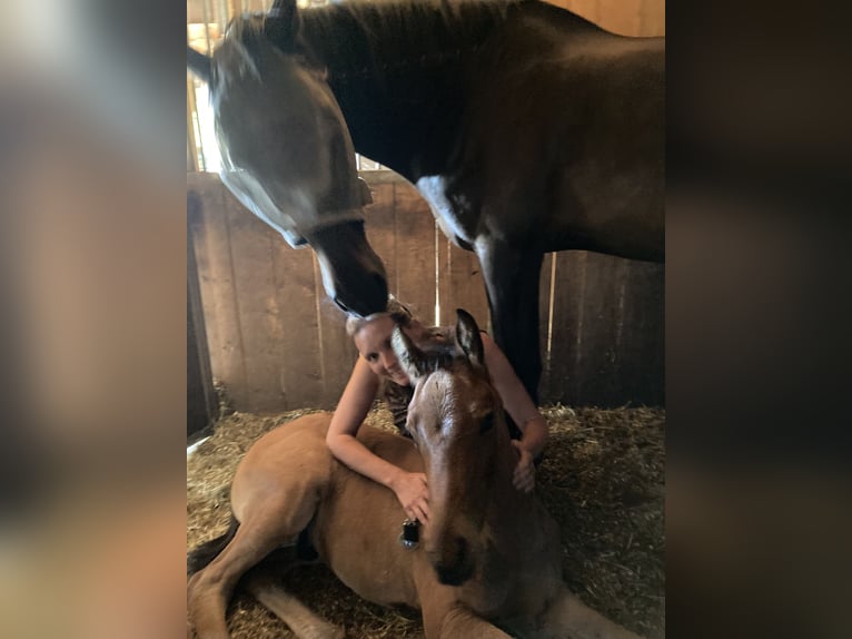KWPN Mare 16 years 16.3 hh Bay-Dark in Cromvoirt