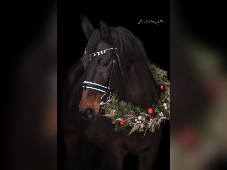 KWPN Mare 16 years 16 hh Bay-Dark in Bad Steben