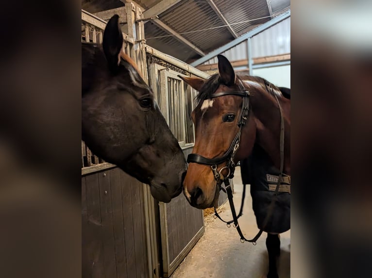 KWPN Mare 16 years 16 hh Bay-Dark in Elst