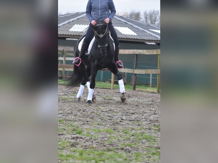 KWPN Mare 16 years 16 hh Black in Achtmaal