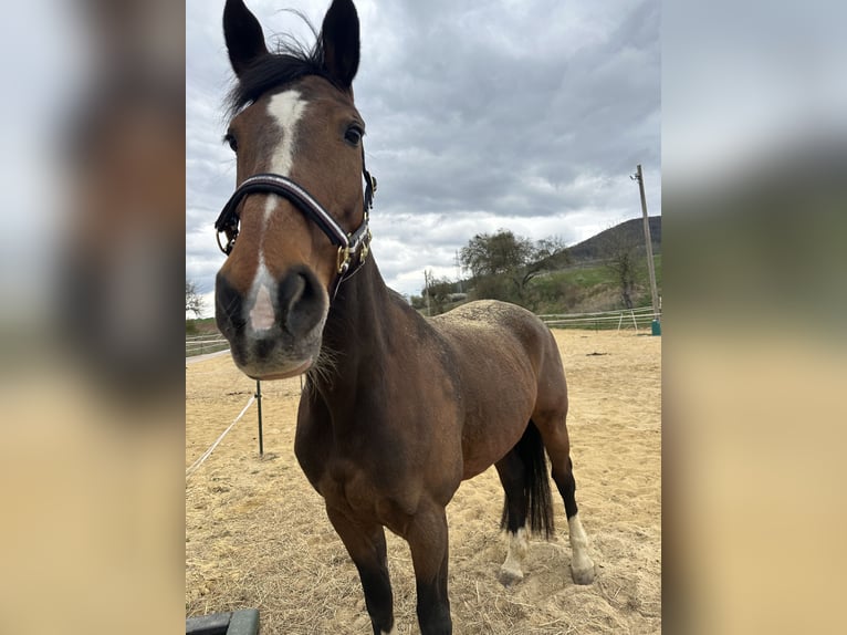 KWPN Mare 16 years 16 hh Brown in Bad Arolsen