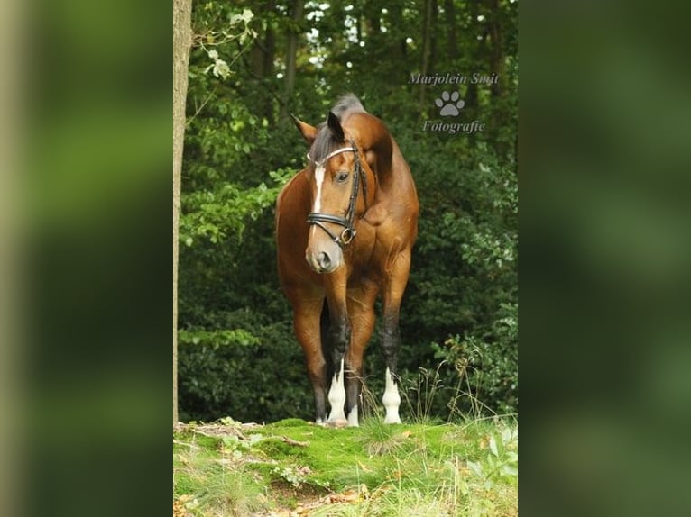 KWPN Mare 16 years 16 hh Brown in Bad Arolsen