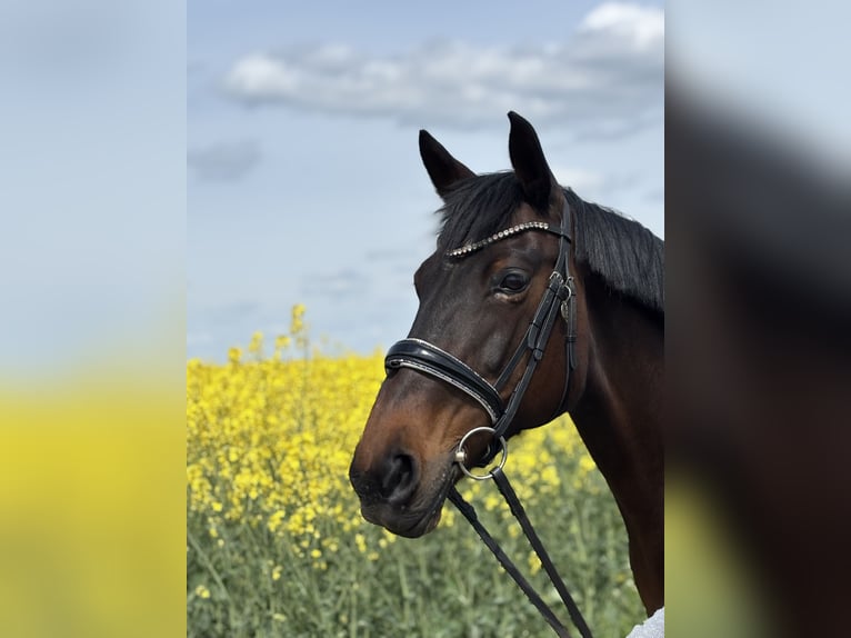 KWPN Mix Mare 16 years 16 hh Brown in Gräfenbrück
