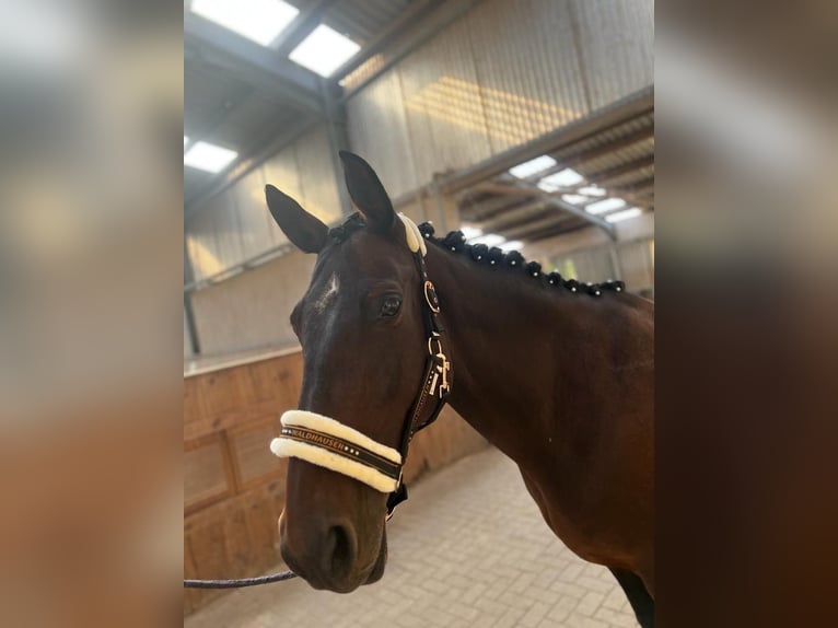KWPN Mix Mare 16 years 16 hh Brown in Gräfenbrück