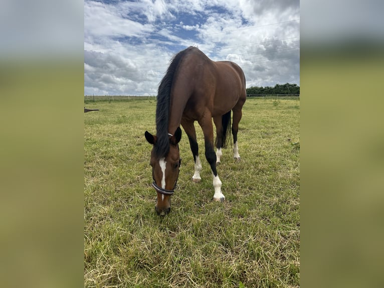 KWPN Mare 16 years 16 hh Brown in Bad Arolsen