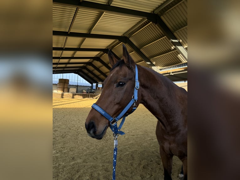 KWPN Mare 16 years 16 hh Brown in Much