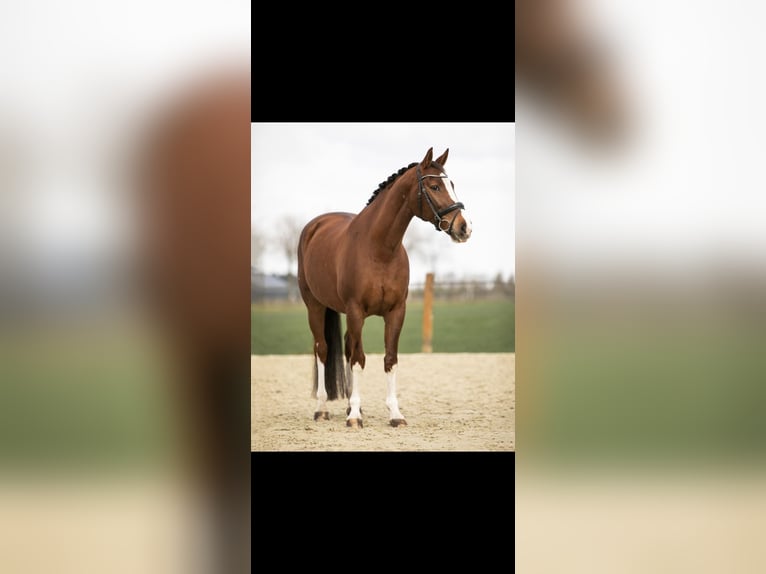 KWPN Mare 16 years 16 hh Chestnut in Selfkant