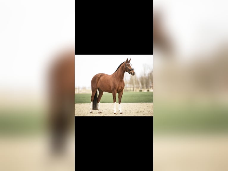 KWPN Mare 16 years 16 hh Chestnut in Selfkant