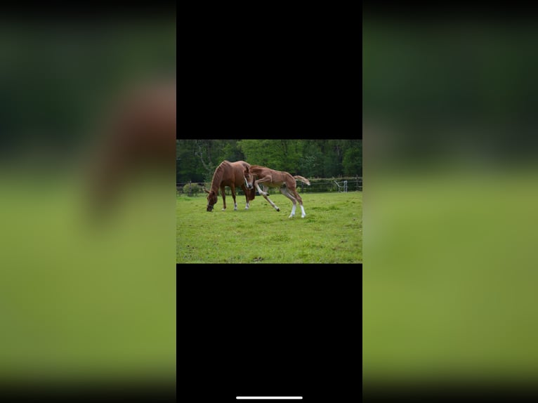 KWPN Mare 16 years 16 hh Chestnut-Red in IJhorst