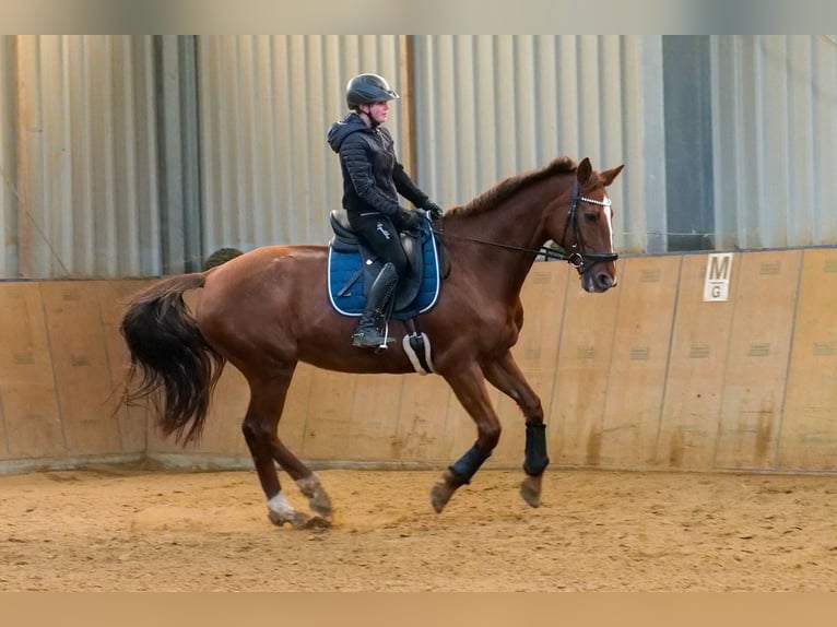 KWPN Mare 16 years 16 hh Chestnut-Red in Neustadt (Wied)