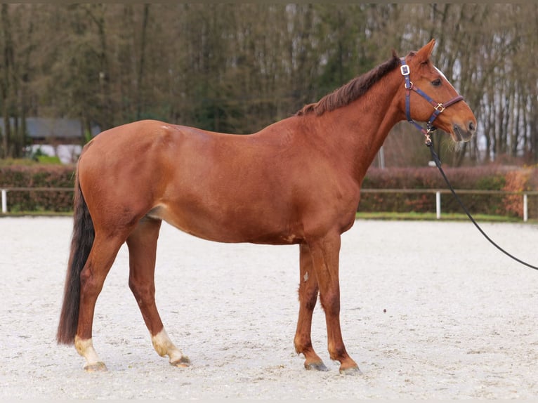 KWPN Mare 16 years 16 hh Chestnut-Red in Neustadt (Wied)