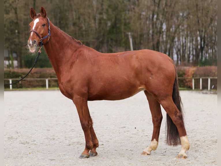 KWPN Mare 16 years 16 hh Chestnut-Red in Neustadt (Wied)