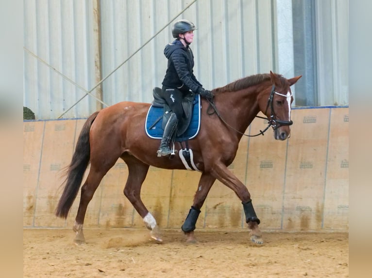 KWPN Mare 16 years 16 hh Chestnut-Red in Neustadt (Wied)