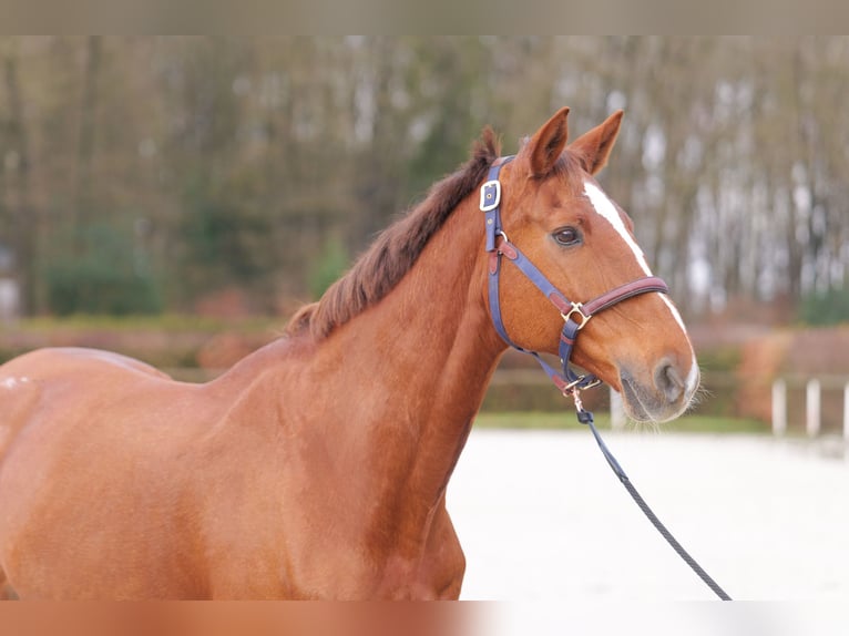 KWPN Mare 16 years 16 hh Chestnut-Red in Neustadt (Wied)