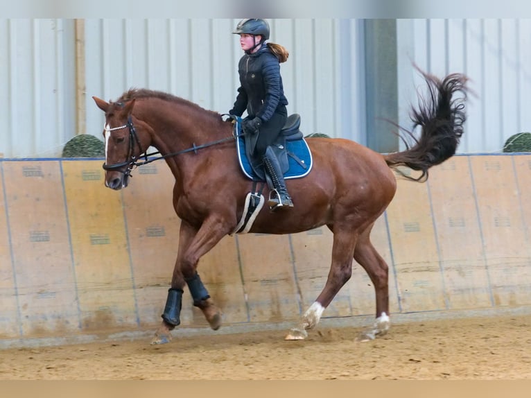 KWPN Mare 16 years 16 hh Chestnut-Red in Neustadt (Wied)