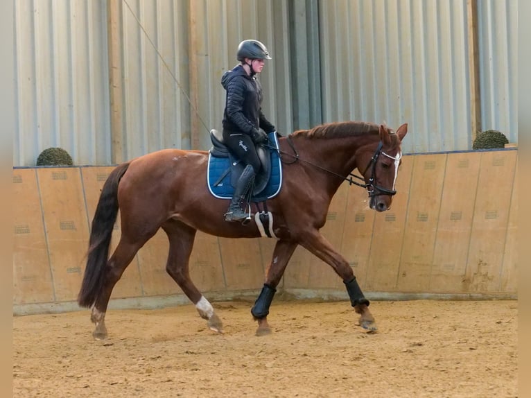 KWPN Mare 16 years 16 hh Chestnut-Red in Neustadt (Wied)