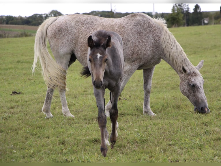 KWPN Mare 16 years 16 hh Grey-Fleabitten in Waldwisse