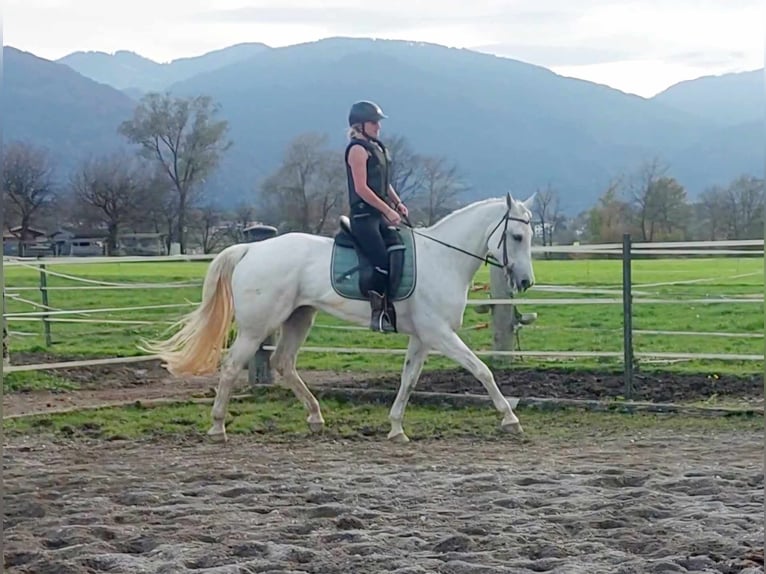 KWPN Mare 16 years 16 hh Grey in Kirchbichl