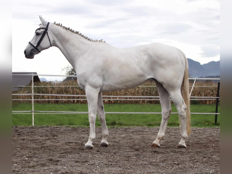 KWPN Mare 16 years 16 hh Grey in Kirchbichl