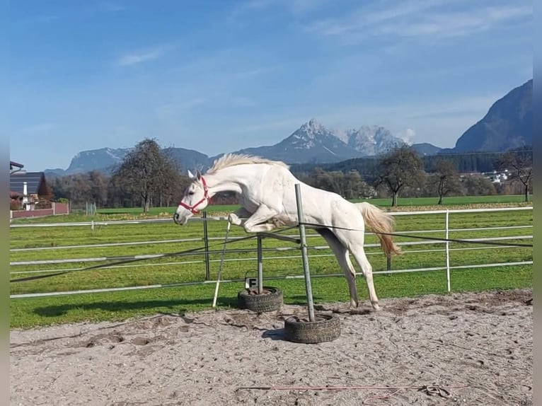 KWPN Mare 16 years 16 hh Grey in Kirchbichl