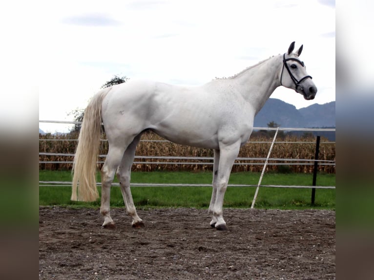 KWPN Mare 16 years 16 hh Grey in Kirchbichl