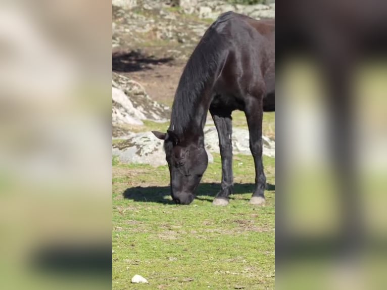 KWPN Mare 16 years 16,1 hh Black in COLMENAR VIEJO