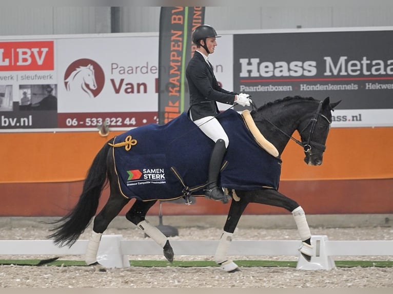 KWPN Mare 16 years 16,1 hh Black in IJsselmuiden
